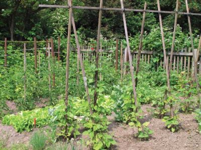 Best Vegetables That Grow In Shade Image